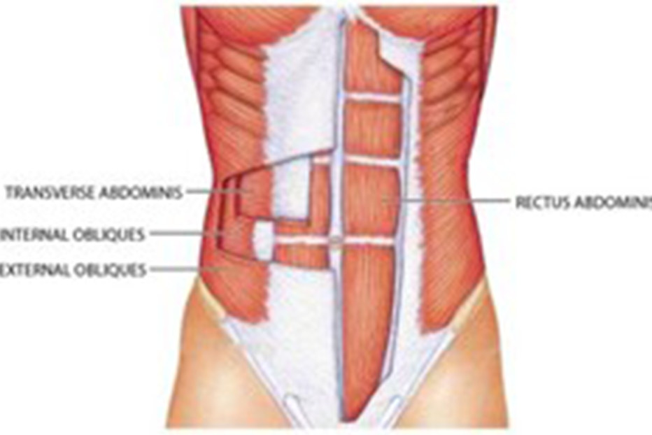 Anatomy of muscles